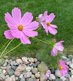 Pink Cosmos