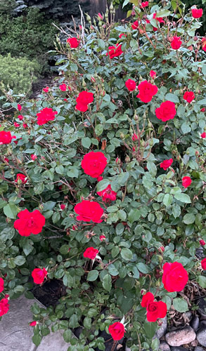 Red roses in yard