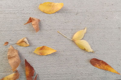 Yellow leaves scattered on sidewalk